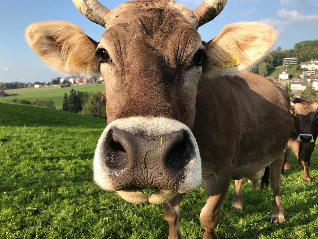 Hof Dietrich Herisau Exteriör bild